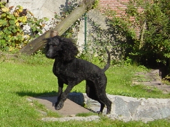 Hanka